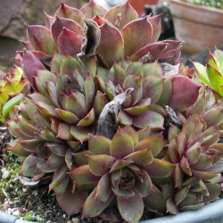 Sempervivum - Dachwurz - Hauswurz